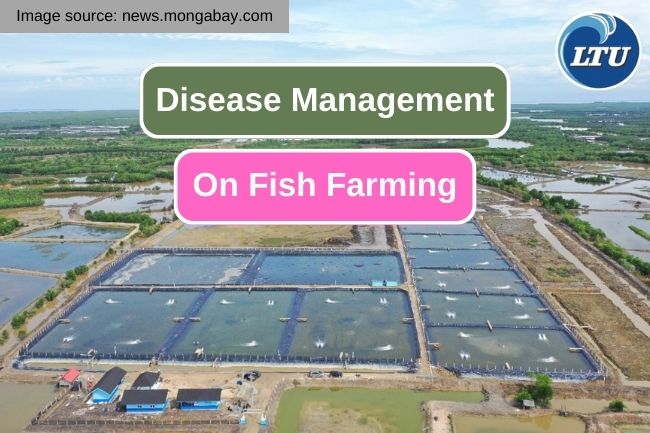 Disease Management: Strategies for Healthy Fish Farming